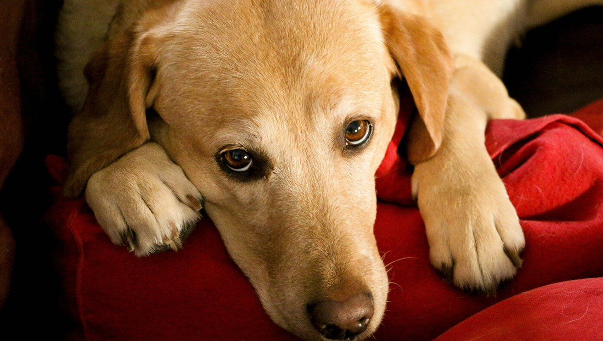 TheBabylonBee's tweet image. Mistreated, Neglected Dog Hasn't Been Played With In Over 10 Minutes buff.ly/brX6mye