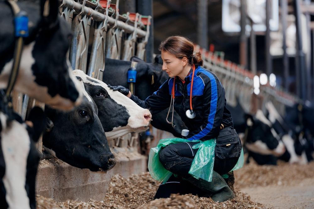 AgIsAmerica's tweet image. From educating producers about the latest tech to identifying genetic traits that optimize production, land-grant university experts are supporting the viability of livestock production in the United States: landgrantimpacts.org/land-grant-uni…