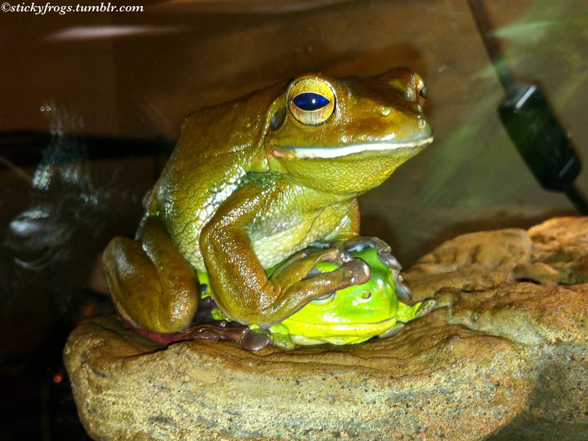 stickyfrogs's tweet image. Jens has Mysteriously Disappeared again! Please give all the Treaties to Round Frog!
