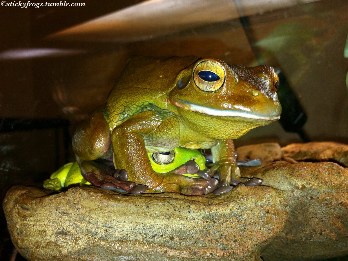 stickyfrogs's tweet image. Jens has Mysteriously Disappeared again! Please give all the Treaties to Round Frog!