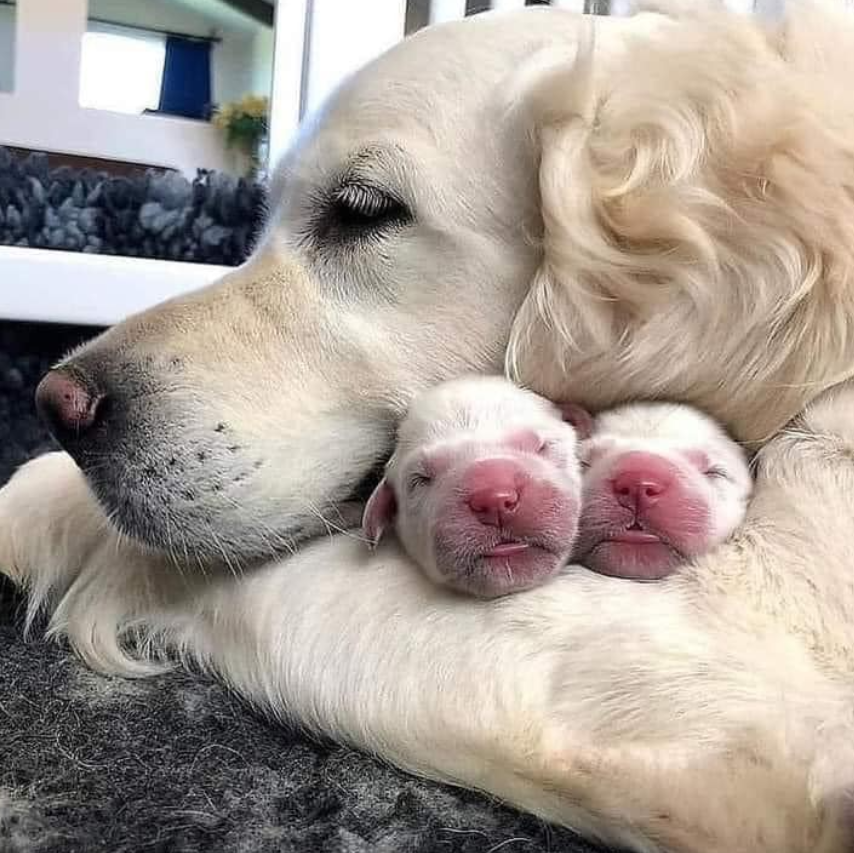 TweeetsOfDogs's tweet image. On a scale from 1 - 10 how beautiful is this photo?😍🥰