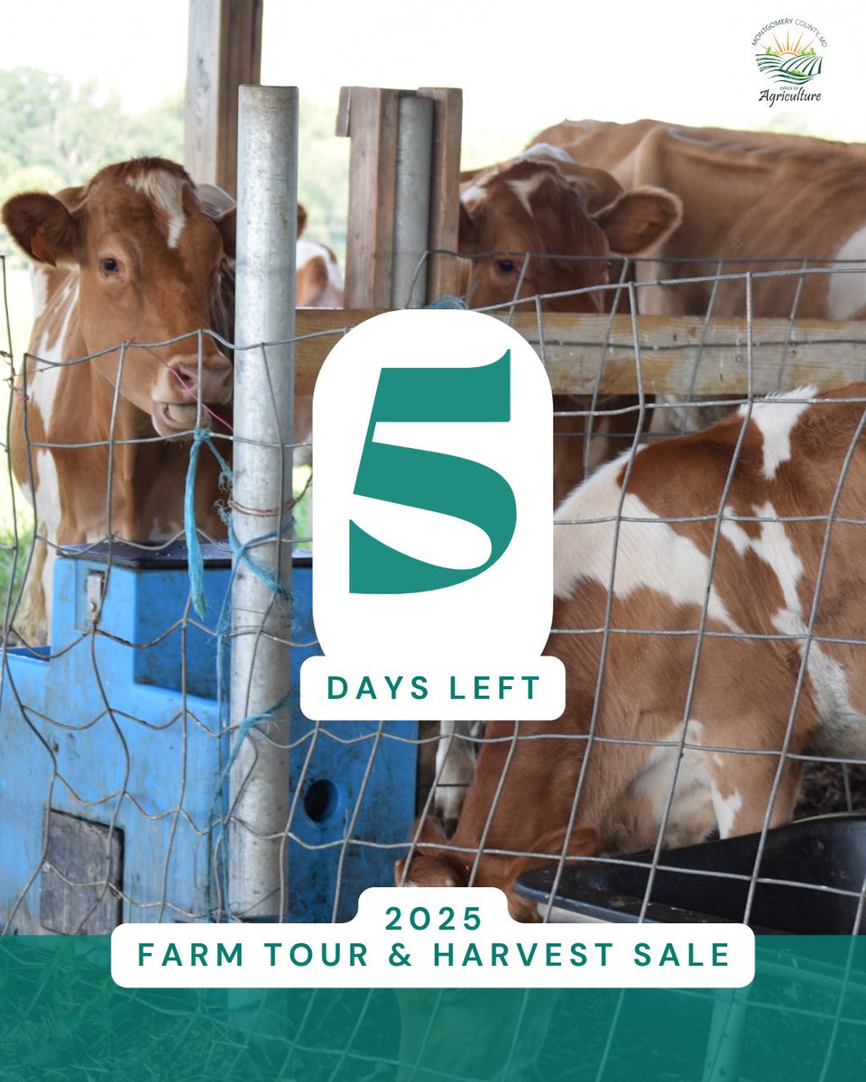 MoCoOAG's tweet image. 5 Days Left!
Get up close with Montgomery County’s farms during the 2025 Farm Tour & Harvest Sale! Meet a cow, learn how operations work, and see where your local milk or cheese begin. It’s the perfect outing for families, foodies, and farm fans alike!
#FarmTour2025 #MoCoMade