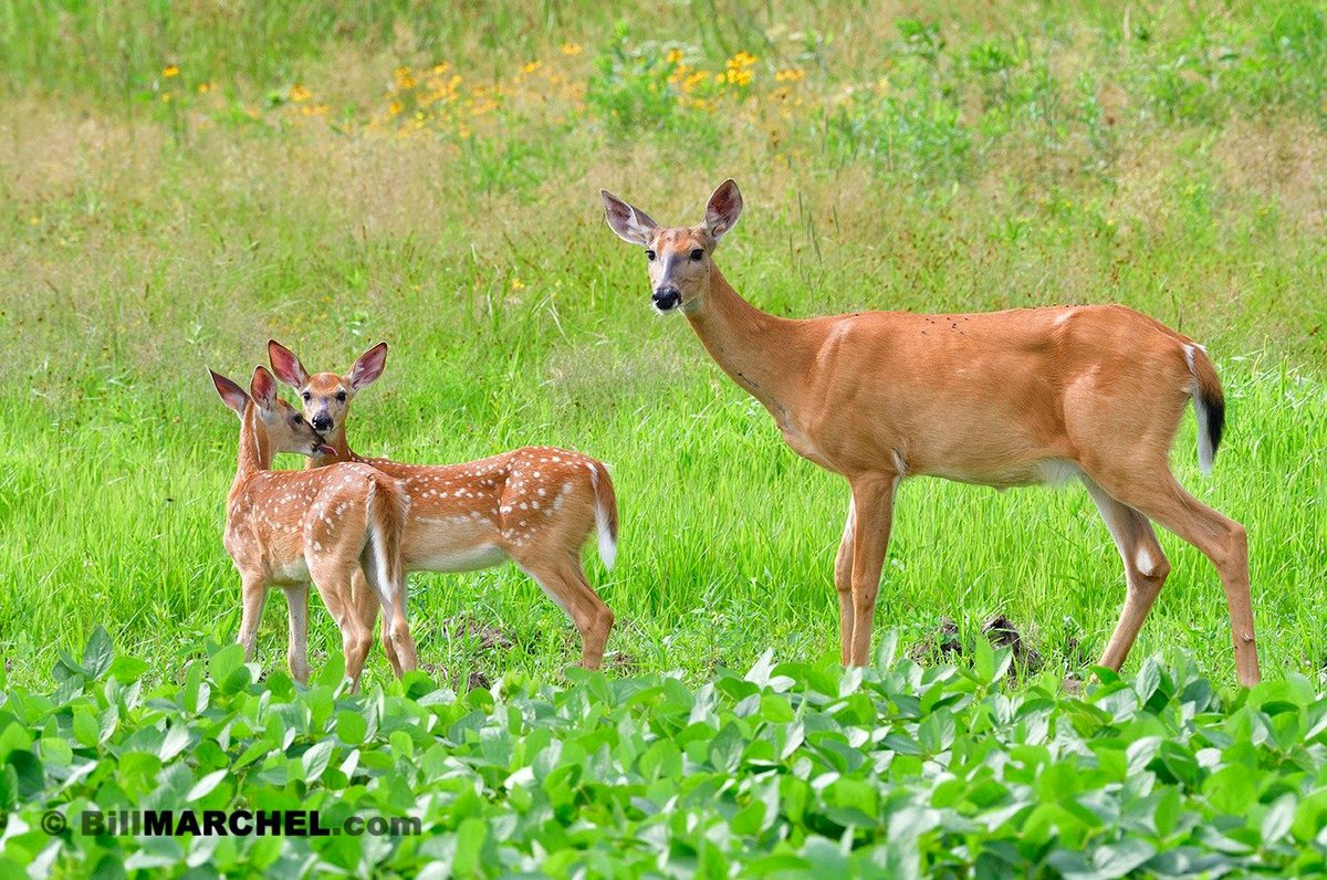 A White-tailed Deer doe and her twin fawns pause while feeding on soybeans. During summer, soybean leaves are a favorite food of whitetails, and in fall, the mature bean pods.