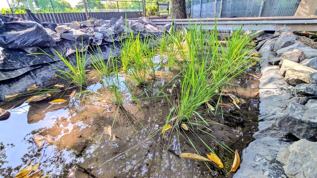 zooreplab's tweet image. 淡水生物園のニホンイシガメゾーンに作った田んぼエリアに、田植え。だいぶ遅れ、苗が成長してしまいました。うまくいくかわかりませんが、生育と収穫が楽しみです。周りにカエル、カナヘビ、ヘビ、トンボなど色々な生物がいるので、また集まってくるかもしれません。