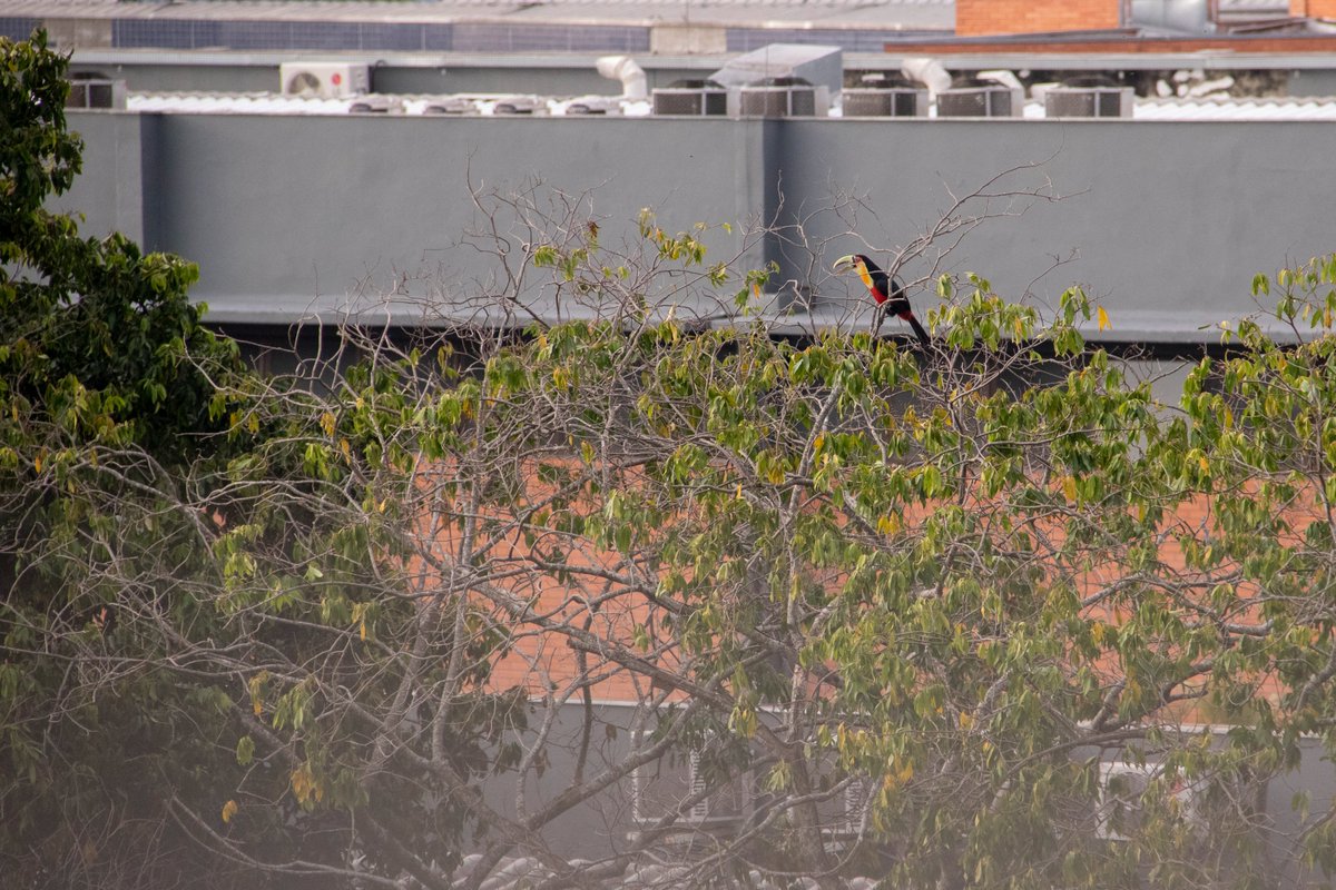 Estudantes, enquanto vocês recarregam as energias nas férias, quem fica de plantão são nossos protetores de quatro ou duas patas! 🦉Por isso, aproveitem o recesso sabendo que, quando voltarem, encontrarão cada cantinho cuidado por essas fofuras que amamos tanto! 🐾💙