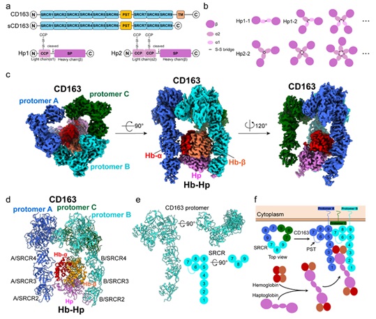 SLSPKU's tweet image. Structural study reveals how CD163 forms calcium-dependent oligomers to bind Hb–Hp complex, facilitating ligand uptake via endocytosis. #PKUResearch 
nature.com/articles/s4146…