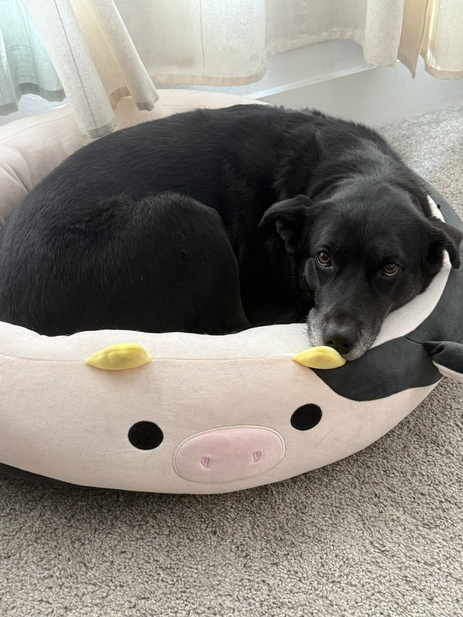 Got a new phone recently so here's some doge photos to start your day