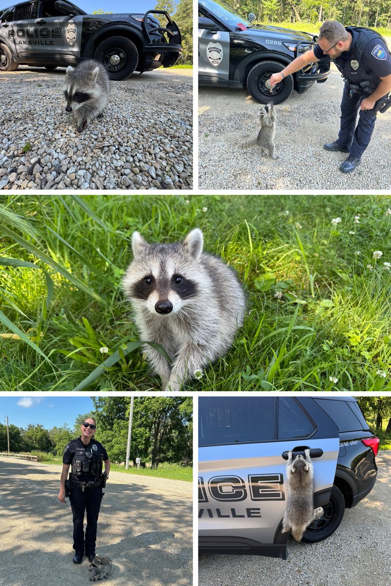 Meet Gerald the raccoon 🦝—rescued by officers after he decided to act more like a K9 than a critter! He followed them around and even hopped into the squad car on command. 🐾🚓 Off to wildlife rehab center he goes!