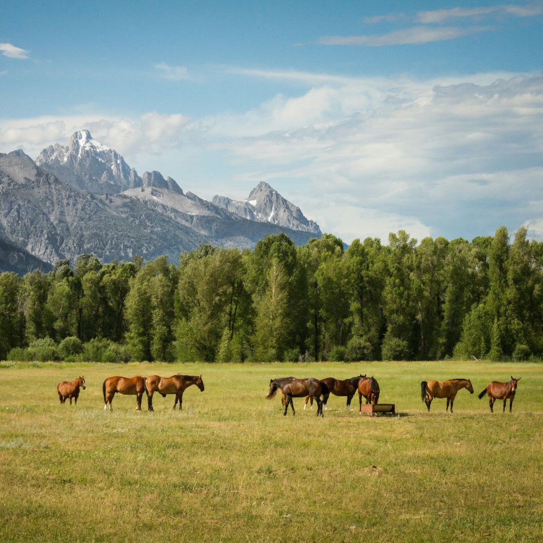 SfEP's tweet image. Restoring grasslands = big wins for #biodiversity!
Grasslands play a significant role in providing vital ecosystem services, including pollination, maintaining soil quality, and natural pest control. ⬇️
environment.ec.europa.eu/news/restorati…
#SfEP