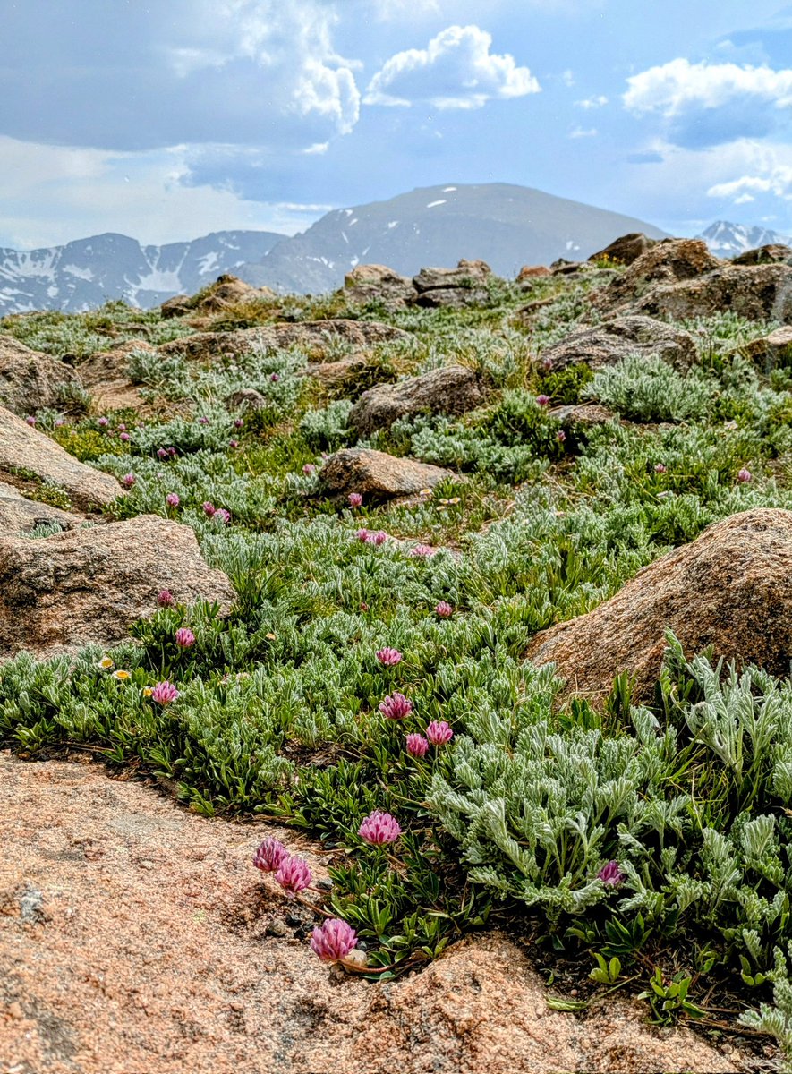 Good morning and happy Monday Writing Community! 😊🌞 Hope you all have a good week. Here are some wildflowers pics from the Alpine part of Rocky Mountain National Park in early July.