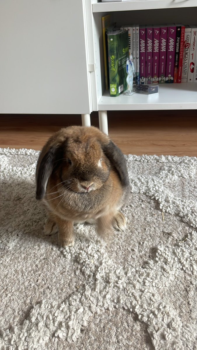 cinnamloaf's tweet image. i came back home after three days and not sure if she is happy about that