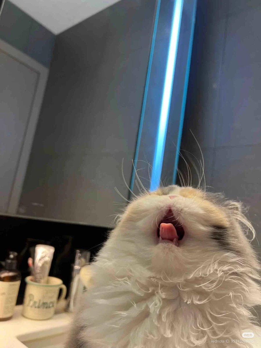 GucciTheMod's tweet image. GOOD MORNING
I DONT WANT TO WORK TODAY WEEEEHHHH