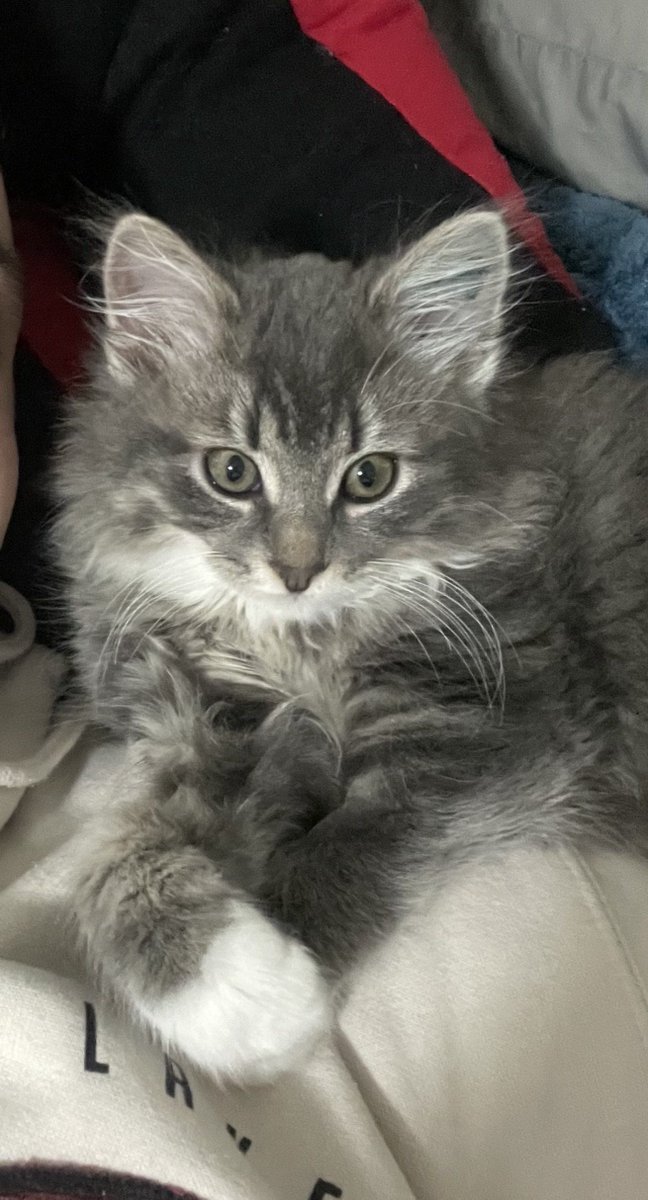 JakeeWhyy's tweet image. Everyone say hello to Alphonse!
Alphonse is 12 weeks old, a total cutie, and I adopted Him two days ago.☺️