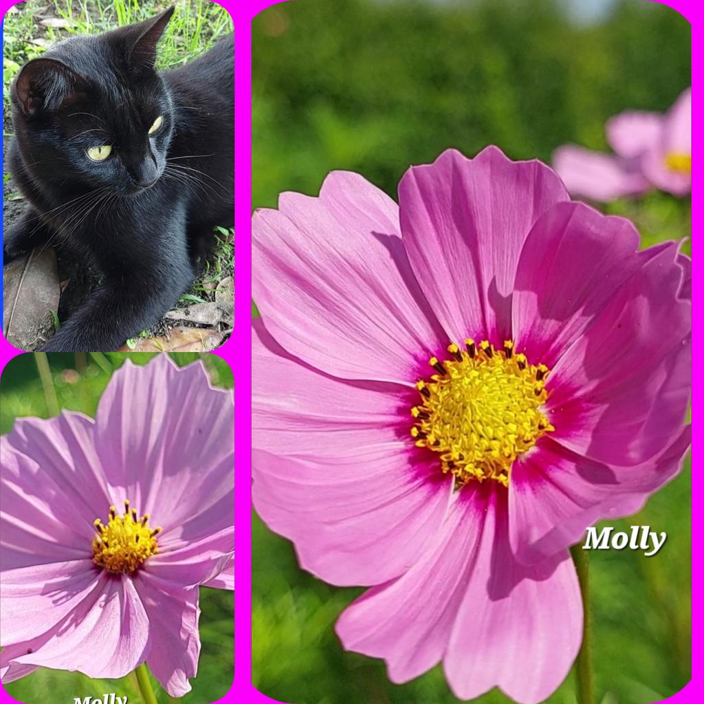 iolemolly's tweet image. Gli animali hanno la meravigliosa dote di curare le ferite dell'anima..
Sanno riempire quei vuoti che spesso, troppo spesso gli uomini ci lasciano nel cuore