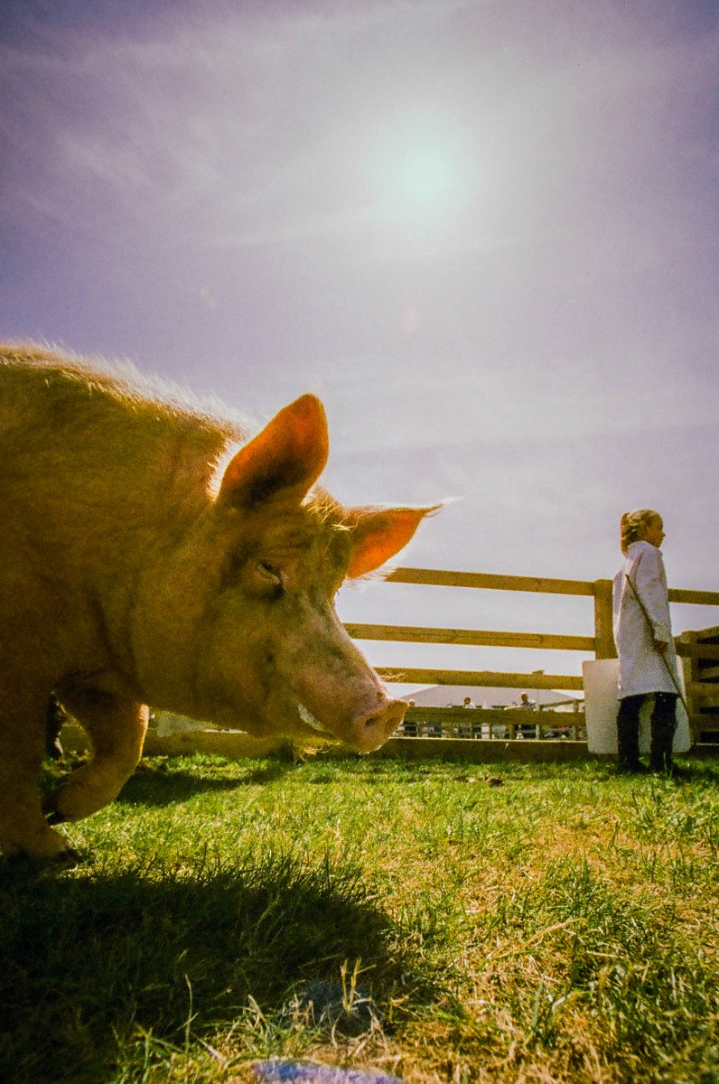 Shot by <a href="/scirebroc/">Simon Hill HonFRPS</a> at the @greatyorkshireshow, the 'models' in this set are a bit different|:)

(Check out his Instagram to see just how 'up close' he had to get to capture these)!

#harmanphoenix2 #phoenixfilm2 #thejourneycontinues #nikonf6