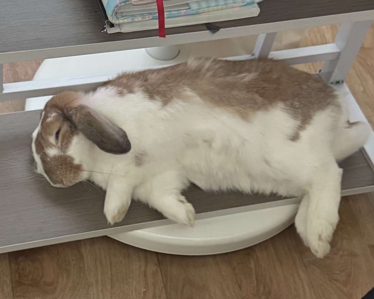 piggybread_'s tweet image. 뭐야? 비싼 쿠션 사주면 쉬나 갈겨버리고
뭔 마룻바닥. 장판. 이런 데만 철푸덕 누워잇고
스트릿감성 대박토끼야(스트릿에 살아본 적 없음)