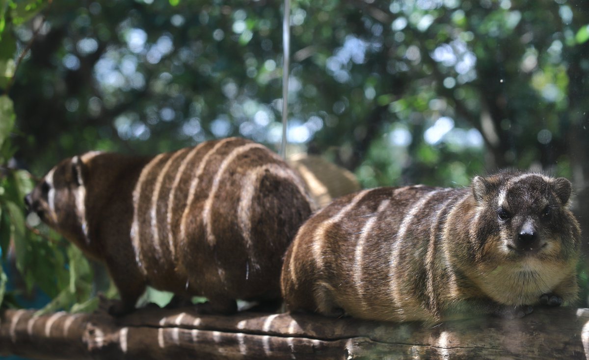 Capybara_siesta's tweet image. しましま フランスパン
#ケープハイラックス #神戸どうぶつ王国 #神戸 #rockhyrax