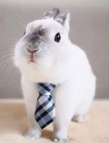 sionisrabbit's tweet image. 