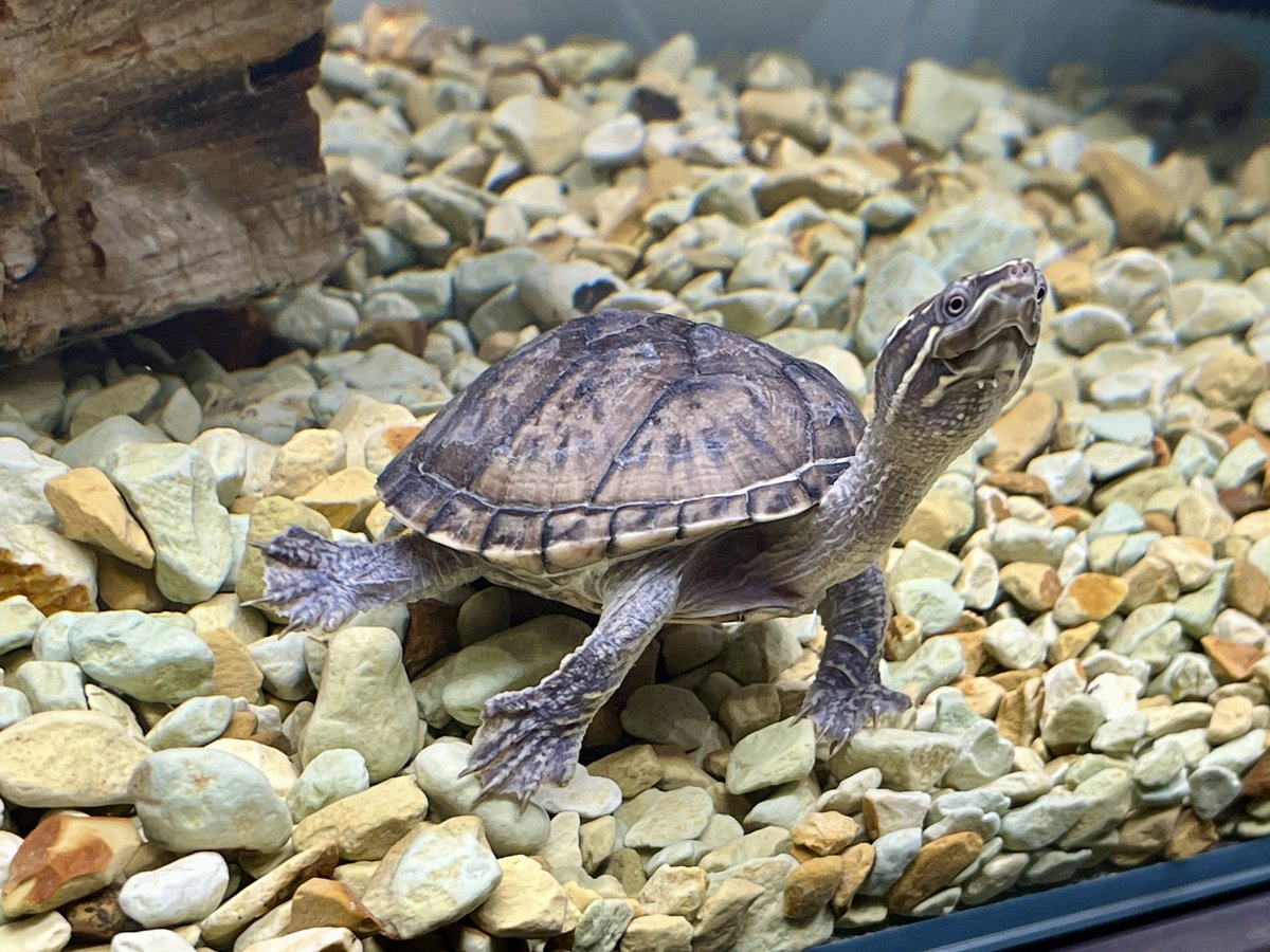 tri_3_'s tweet image. そうそう亀と言えば亀を飼い始めました😆
