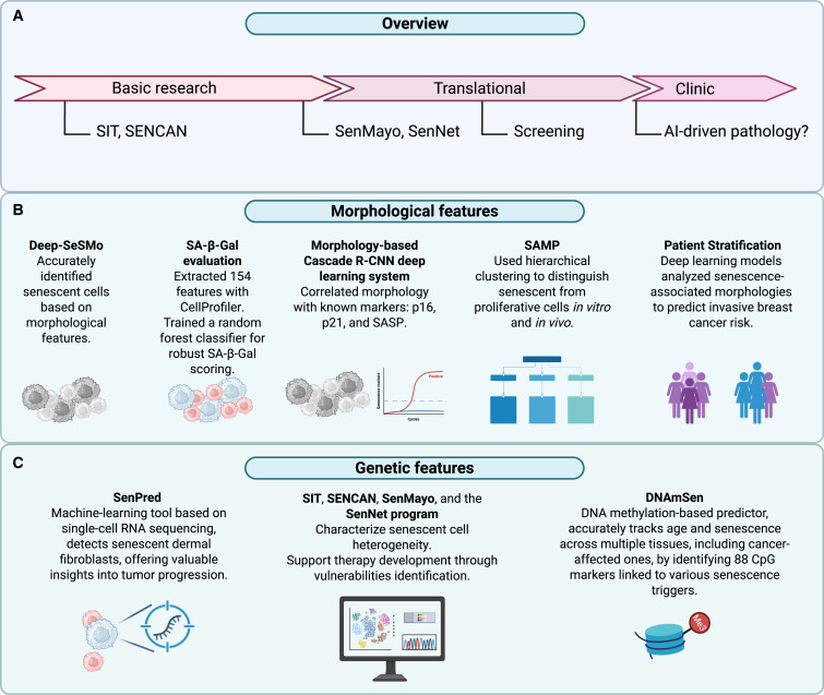 Senescence in cancer dlvr.it/TM2Fjh
