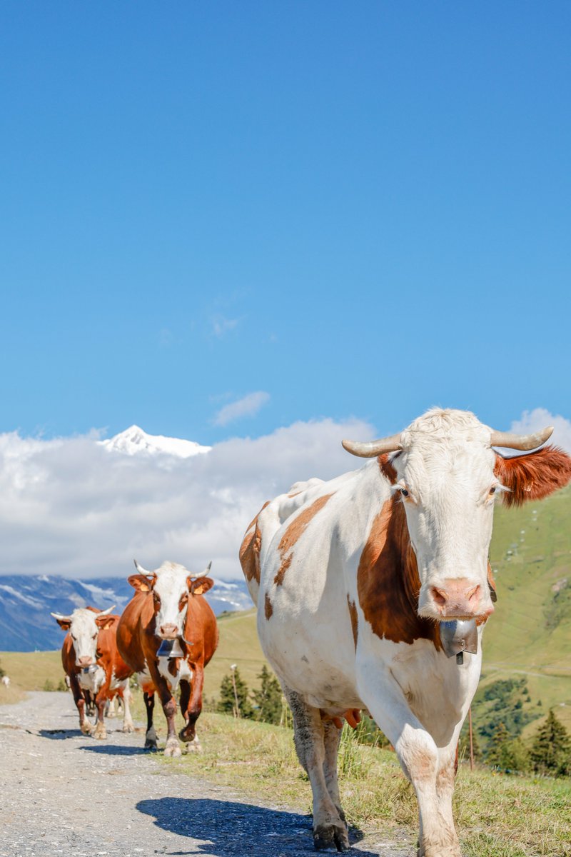Place au défilé en alpage, avec le Mont-Blanc en arrière-plan… la vache, quel spectacle ! 🐮🏔