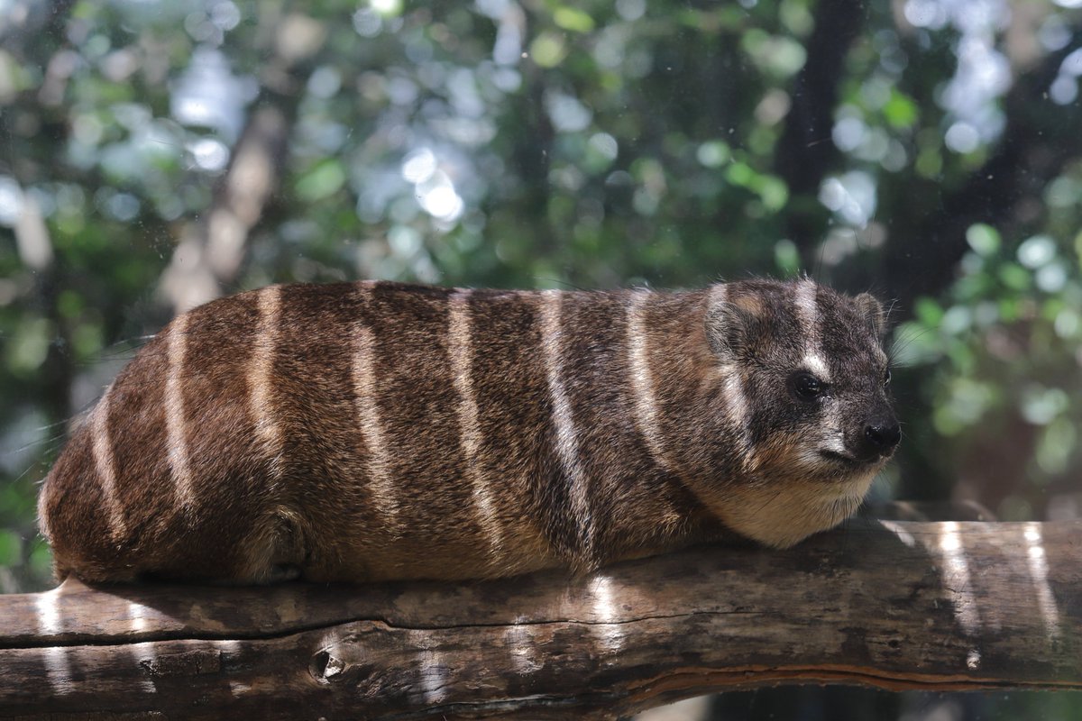 Capybara_siesta's tweet image. しましま コッペパン
#ケープハイラックス #神戸どうぶつ王国 #神戸 #rockhyrax