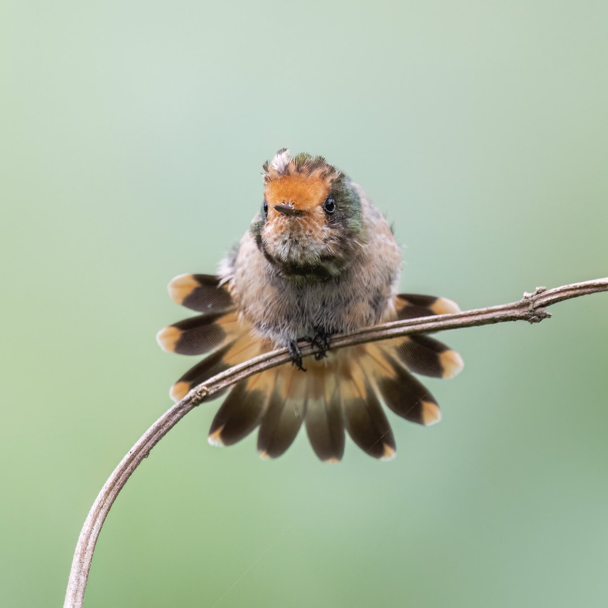 La mayor recompensa para un fotógrafo de aves es lograr capturar ese momento mágico en que el ave lo mira y le regala una pose inolvidable.