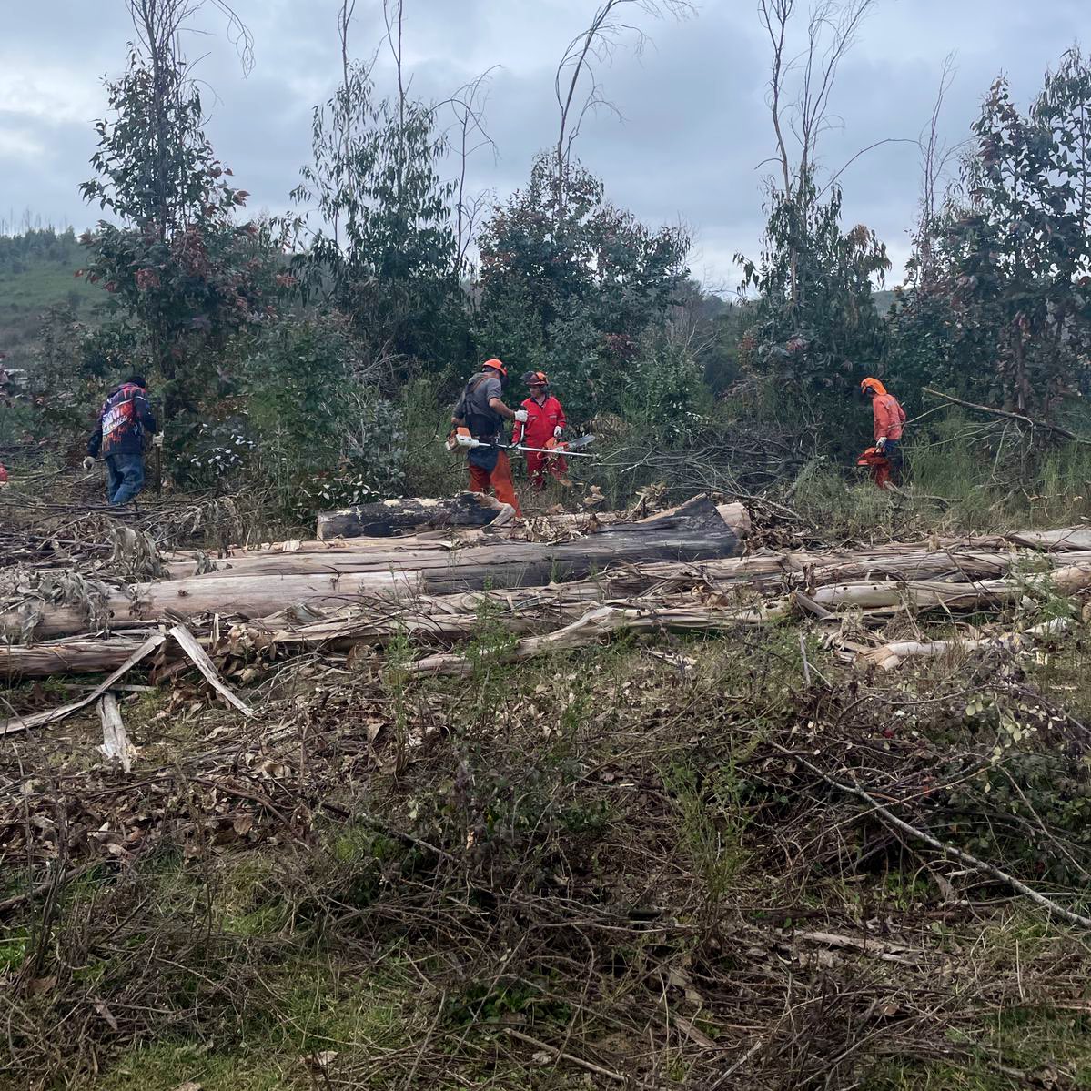 CONAFBiobio's tweet image. 📍 #Tomé | En el marco del programa #SiembraPorChile avanzamos en la habilitación del terreno del predio Lote 2, afectado por incendios forestales durante el año 2023.
Se realizará una reconversión, reemplazando eucaliptos por especies nativas 🌱🌳