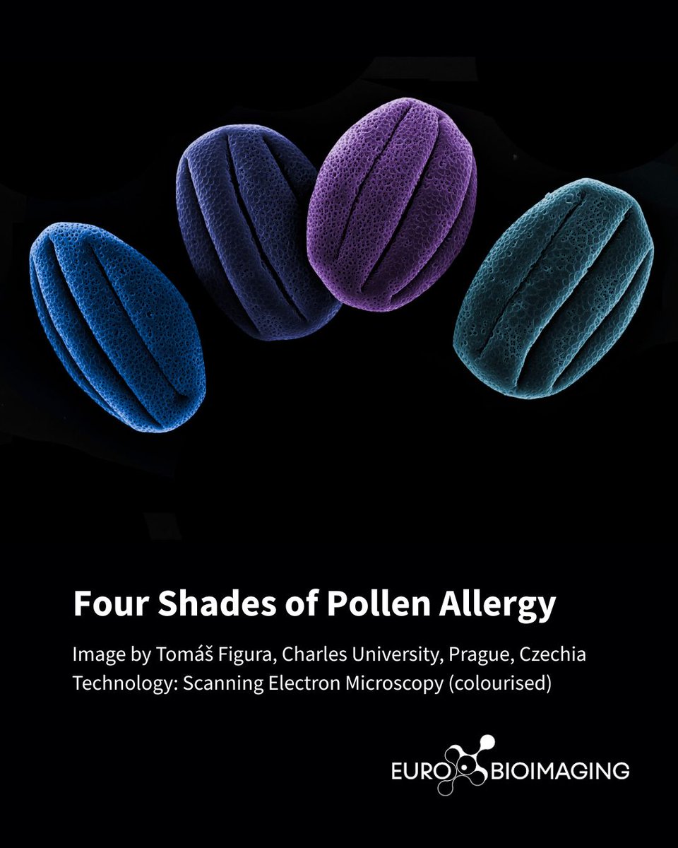 EuroBioImaging's tweet image. 🥁 We're excited to announce the winners of the "Spring" Imaging contest! 🔬
🥇 1st prize goes to Tomáš Figura, Charles University, Prague, with 2 images, “Himalayan Crystal” and “Four Shades of Pollen Allergy” (see below).
Learn more!🔽
eurobioimaging.eu/news/congratul…