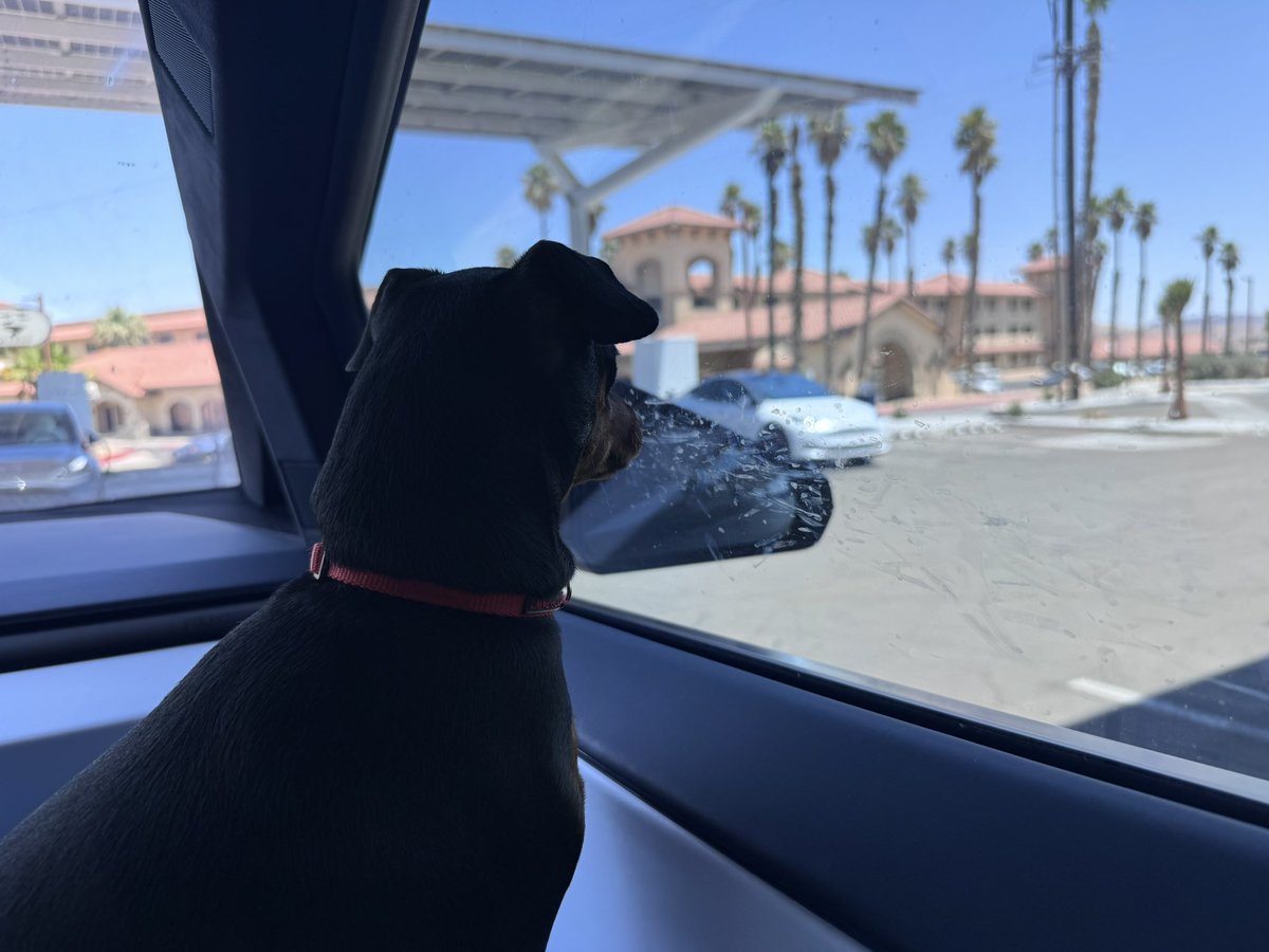 chattybird0306's tweet image. Watching for daddy to return and making nose smudges on windows.