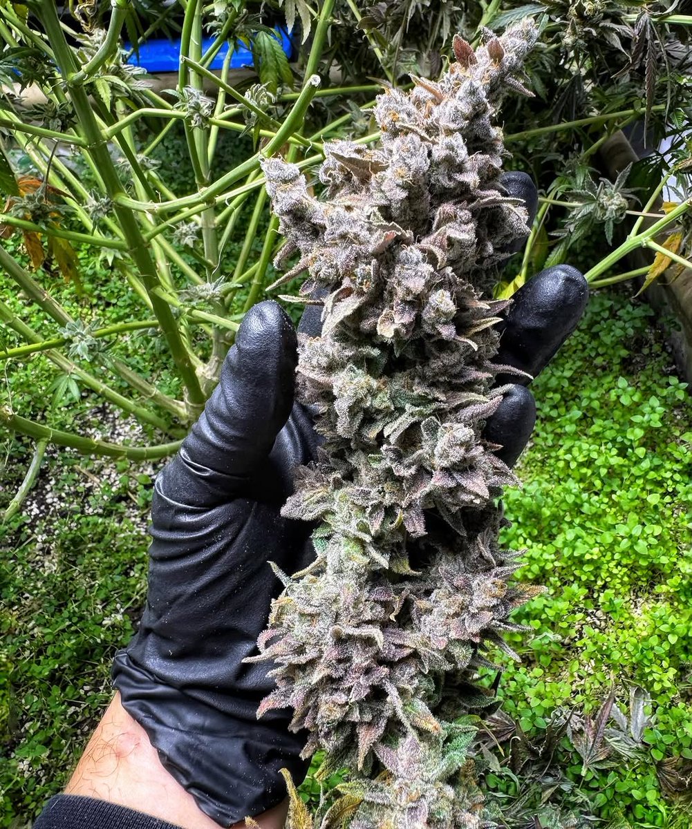 SeedsmanSeeds's tweet image. 🎁 𝐆𝐈𝐕𝐄𝐀𝐖𝐀𝐘 𝐀𝐋𝐄𝐑𝐓 🎁
Want to grow your collection? Here's your chance 15 Seedsman Seeds. 🌱
1️⃣ Follow @SeedsmanSeeds
2️⃣ Retweet this post
3️⃣ Tag a friend
The 5️⃣ winners will be randomly chosen and announced on the 5th of August.