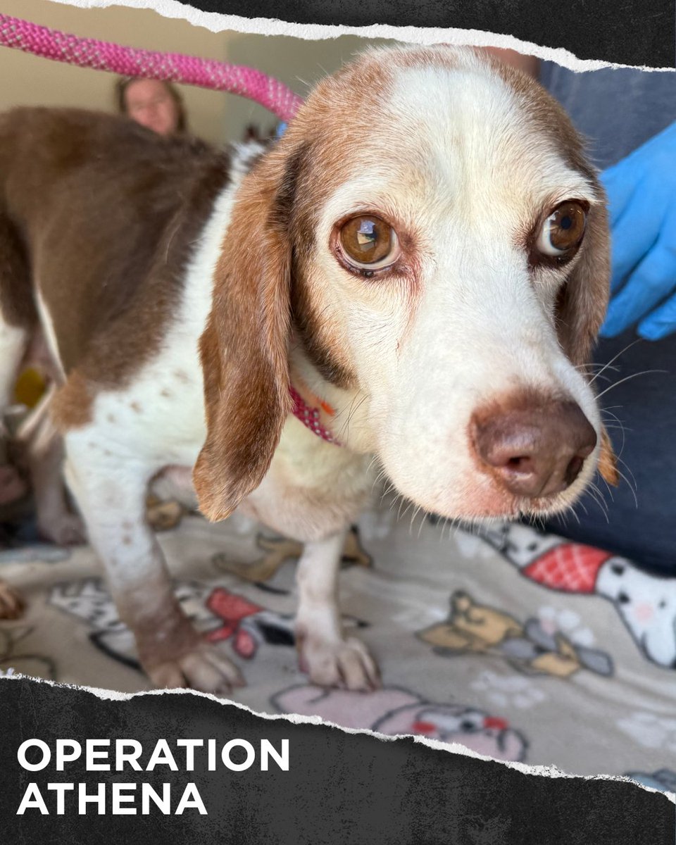 beaglefreedom's tweet image. ‼️URGENT: Stella needs your help 💔
Rescued from an abuser during #OperationAthena, she suffered years of pain and neglect.
• Ruptured abdominal mass
• Tumor
• Dental disease
She just had emergency surgery but still needs ongoing care.
Donate now: bfp.org/operation-athe…