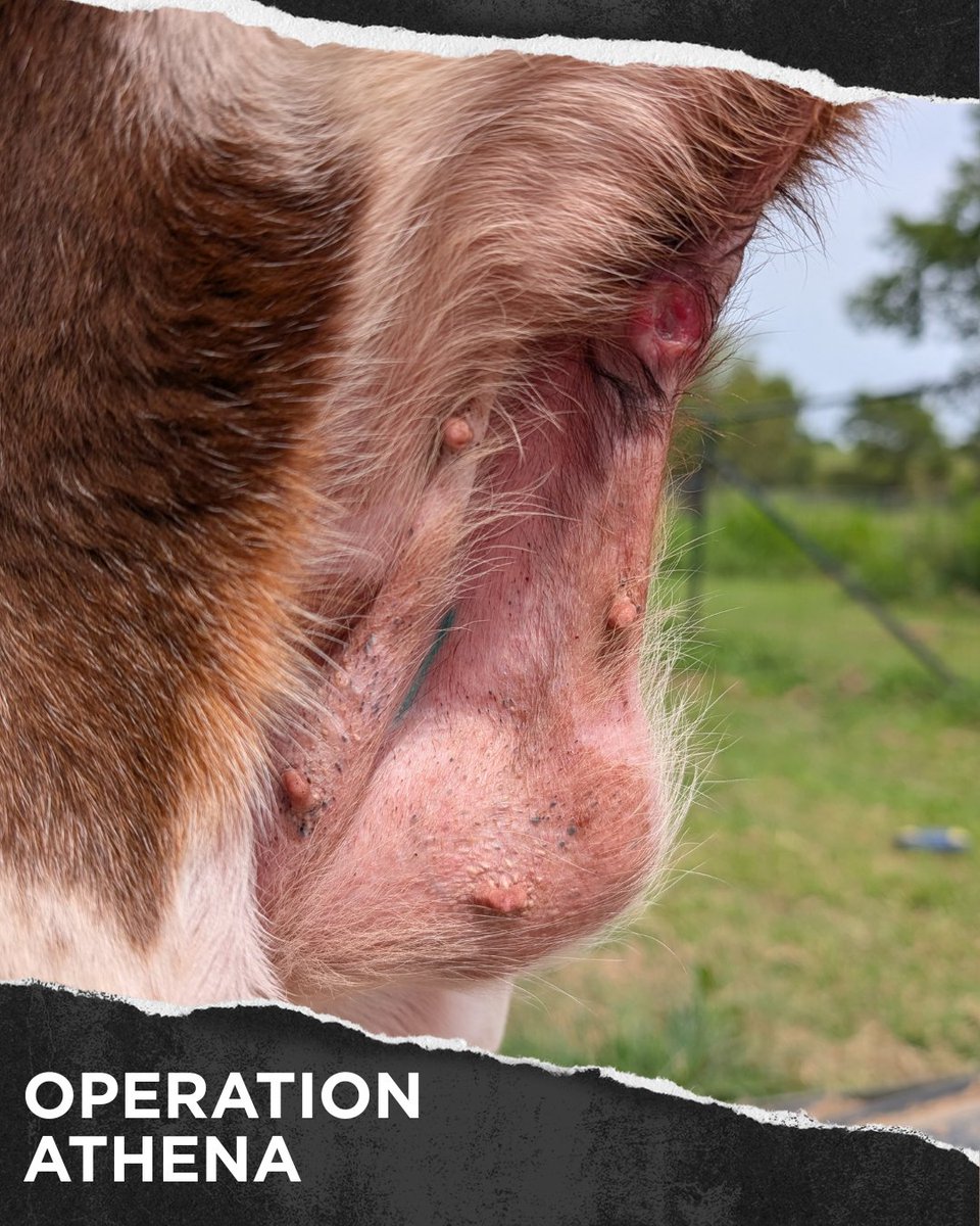 beaglefreedom's tweet image. ‼️URGENT: Stella needs your help 💔
Rescued from an abuser during #OperationAthena, she suffered years of pain and neglect.
• Ruptured abdominal mass
• Tumor
• Dental disease
She just had emergency surgery but still needs ongoing care.
Donate now: bfp.org/operation-athe…