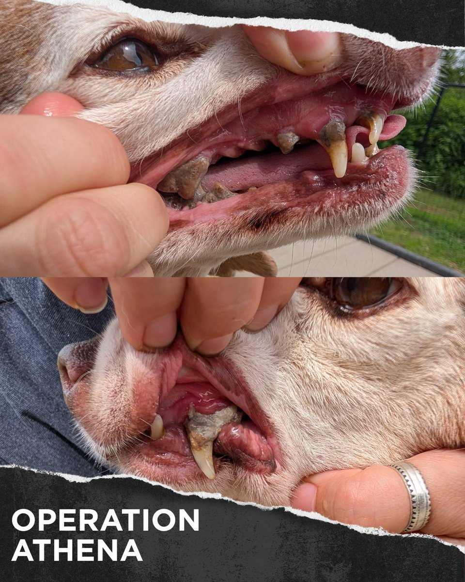 beaglefreedom's tweet image. ‼️URGENT: Stella needs your help 💔
Rescued from an abuser during #OperationAthena, she suffered years of pain and neglect.
• Ruptured abdominal mass
• Tumor
• Dental disease
She just had emergency surgery but still needs ongoing care.
Donate now: bfp.org/operation-athe…
