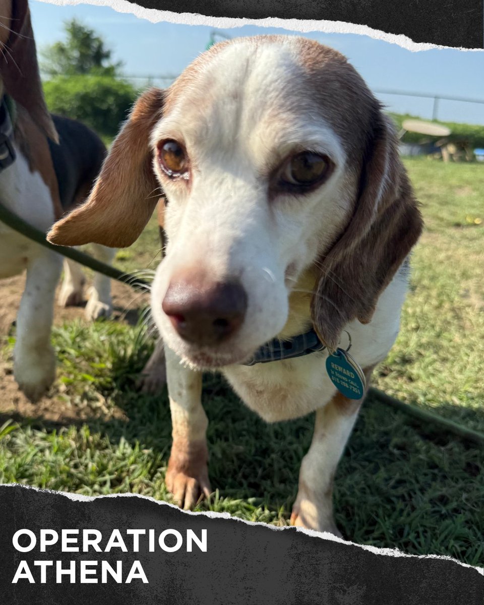 beaglefreedom's tweet image. ‼️URGENT: Stella needs your help 💔
Rescued from an abuser during #OperationAthena, she suffered years of pain and neglect.
• Ruptured abdominal mass
• Tumor
• Dental disease
She just had emergency surgery but still needs ongoing care.
Donate now: bfp.org/operation-athe…
