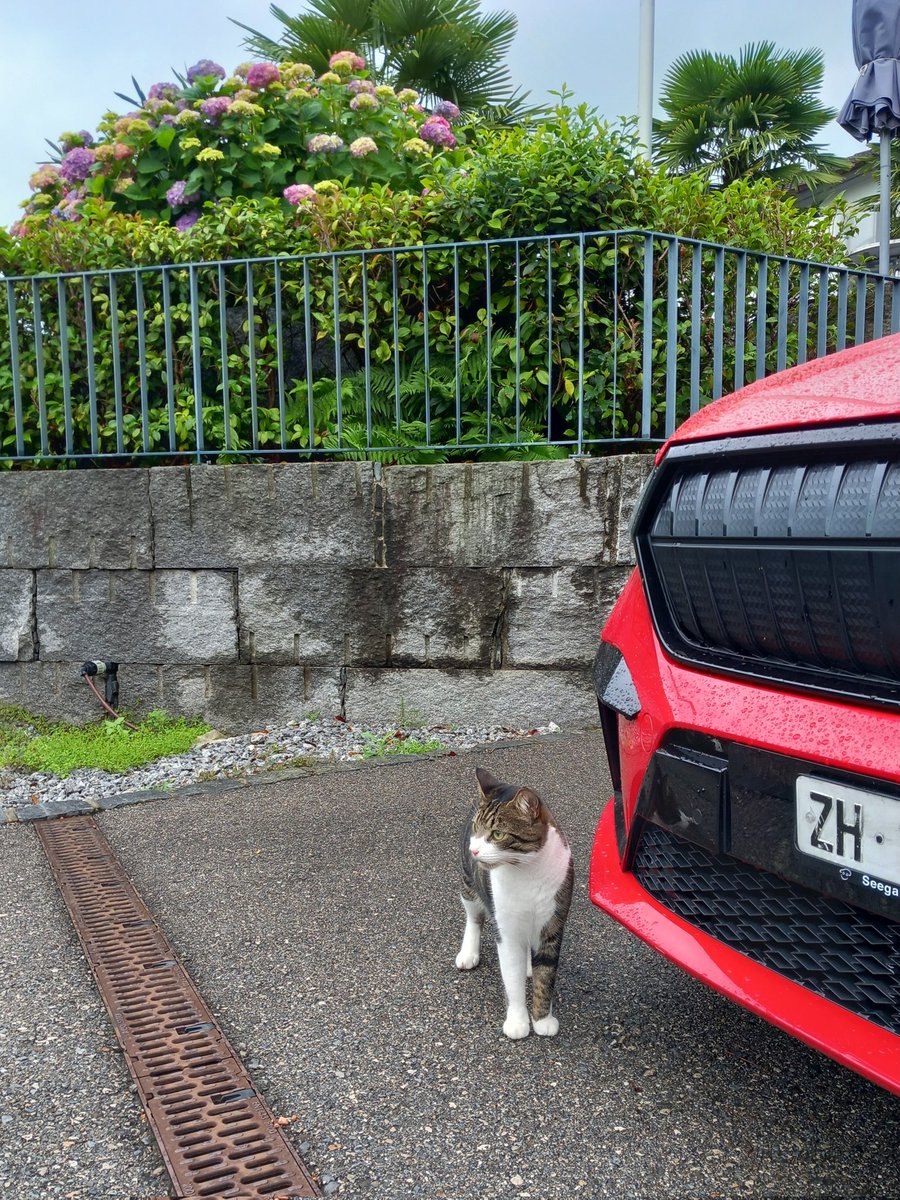 🐈‍⬛Friends of #bobacat🐈‍⬛
🌞Day 912
$psps