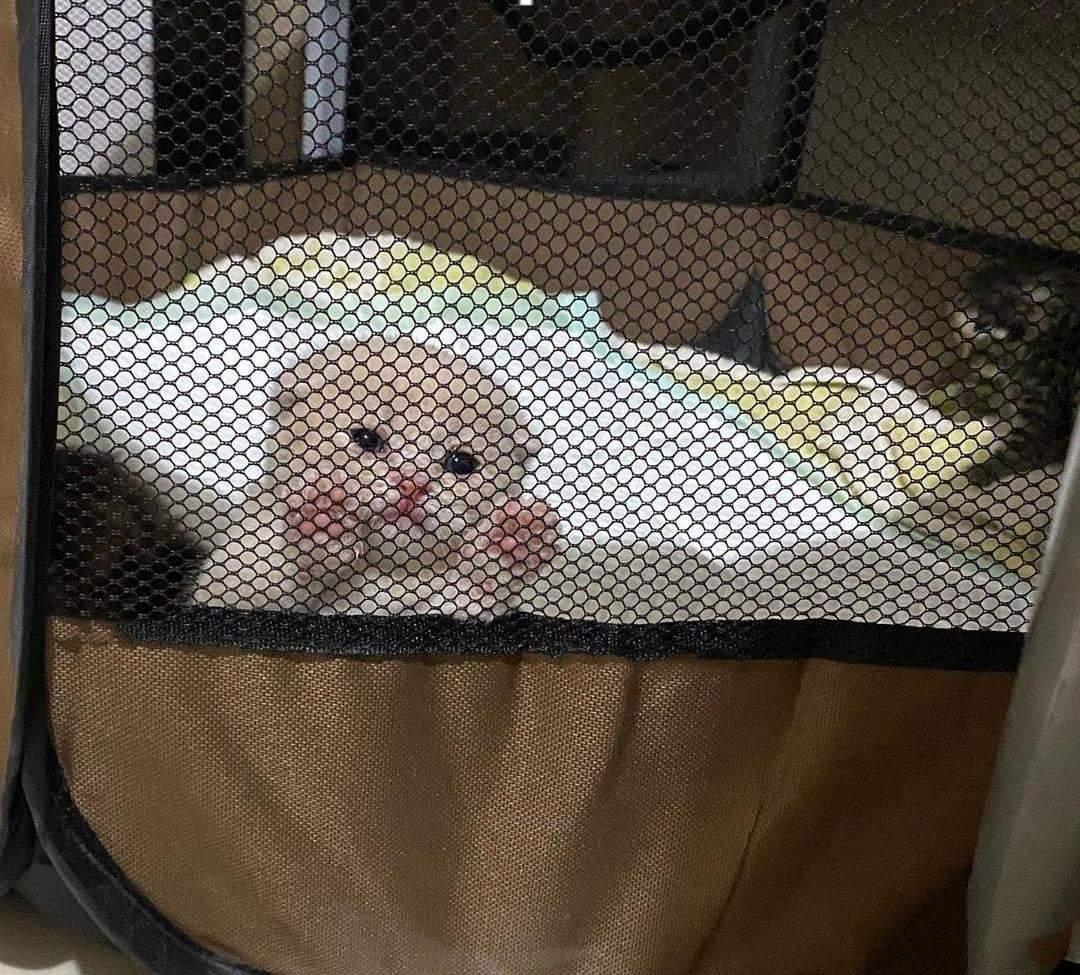 absentbugdad's tweet photo. @HornKingGrim @TrashPandaRei @VikkaTheBug Let us out of the box! https://t.co/IJSAO20J8s