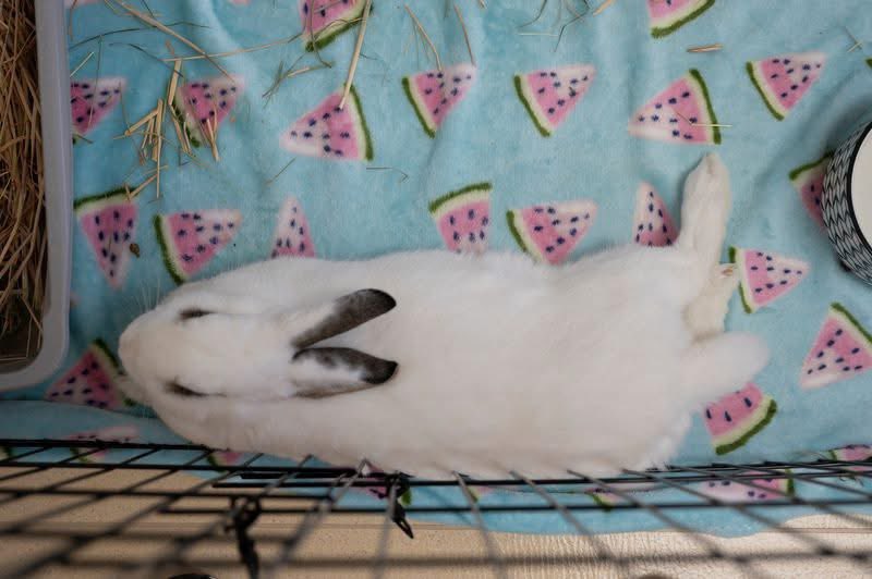 HouseRabbit's tweet image. Every rabbit guardian should know about RHDV2. It's a deadly virus, but there's a highly effective vaccine that keeps your furry friend safe. ππ Learn more: houserabbit.org/rhdv
San Francisco Bay Area: make an appt. for our low-cost vaccine clinic: houserabbit.org/medical