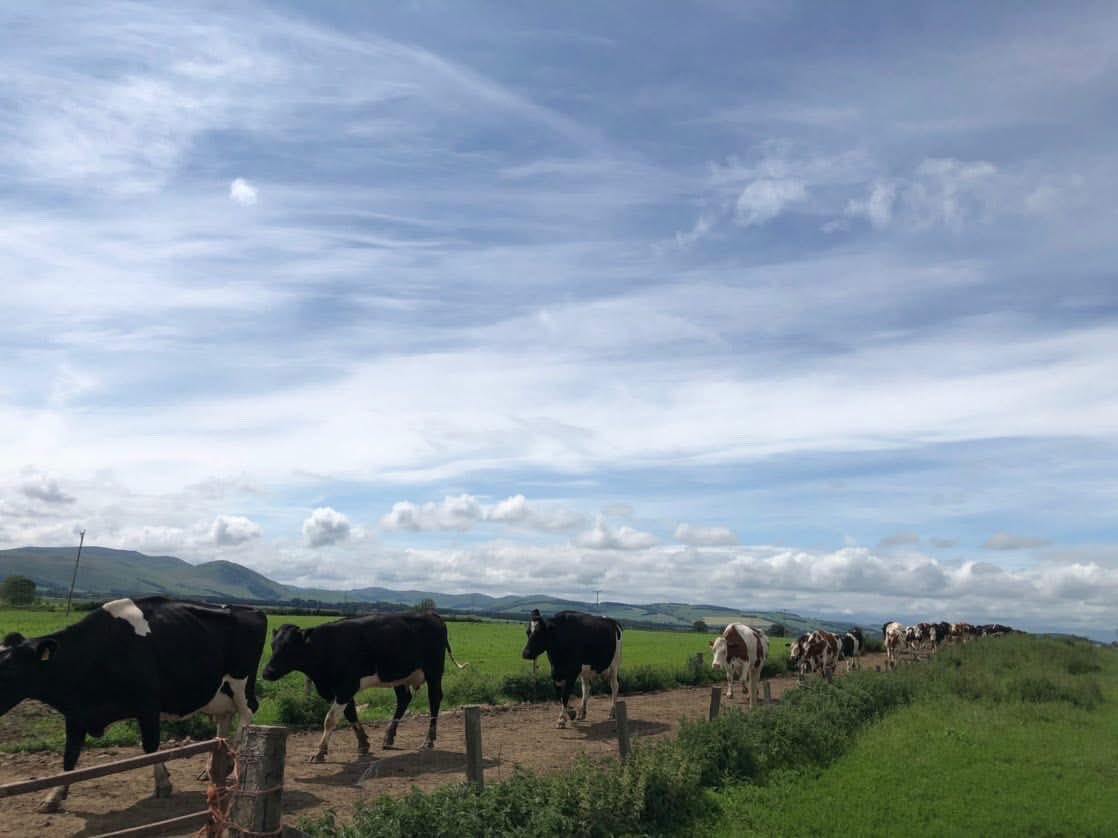 Back British livestock farms! 🇬🇧 🐮 

📸 Anna Maxwell
