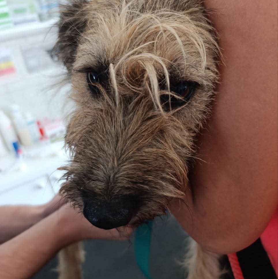 SavingStraysUK's tweet image. It was a busy week last week getting some dogs ready for travel, having all their bloods done and settling them into quarantine but we are so excited for the wonderful Homes that we have found for them. Watch this space for more updates soon ๐๐ #rescuenotretail #foster