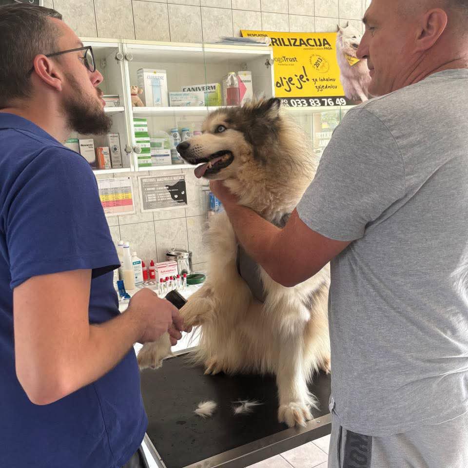 SavingStraysUK's tweet image. It was a busy week last week getting some dogs ready for travel, having all their bloods done and settling them into quarantine but we are so excited for the wonderful Homes that we have found for them. Watch this space for more updates soon ๐๐ #rescuenotretail #foster