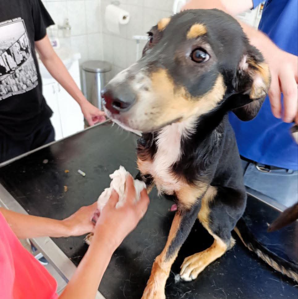 SavingStraysUK's tweet image. It was a busy week last week getting some dogs ready for travel, having all their bloods done and settling them into quarantine but we are so excited for the wonderful Homes that we have found for them. Watch this space for more updates soon ๐๐ #rescuenotretail #foster