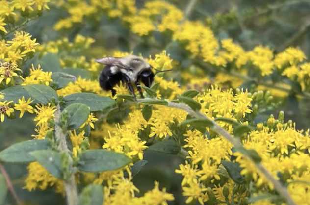 Did you know your perennial plants can support bees long after the flowers have faded? Researchers from <a href="/NCStateCALS/">NC State College of Agriculture and Life Sciences</a> provide recommendations for newly planted perennials - read more: cals.ncsu.edu/news/how-your-…