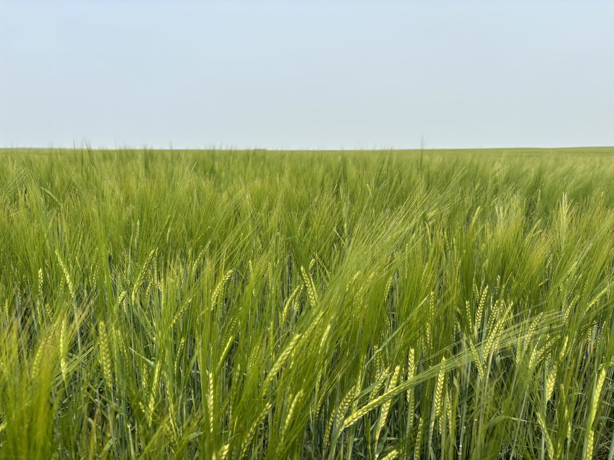 Great day to look at some Barley treated with Harbor-K in the Swift Current area! 

Solumetrix soil sampled this spring and then decided to use Harbor-K on this field.

Always on the hunt for hidden hungers! 

<a href="/EarthstrongCAN/">Earthstrong Canada</a>