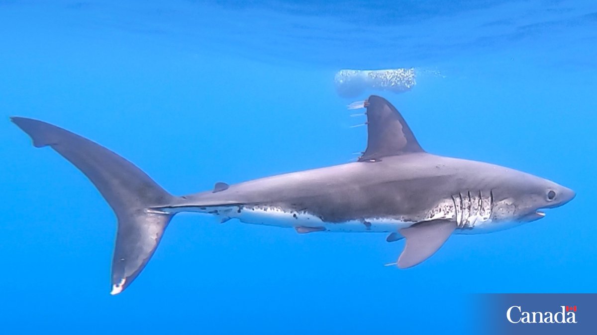 DFO_Pacific's tweet image. We’re celebrating #SharkWeek!
Did you know that world shark populations are vulnerable and need help?
Follow the Code of Conduct for Shark Encounters to help reduce the mortality of Canadian Pacific shark species.
ow.ly/TFMh50WsTmk