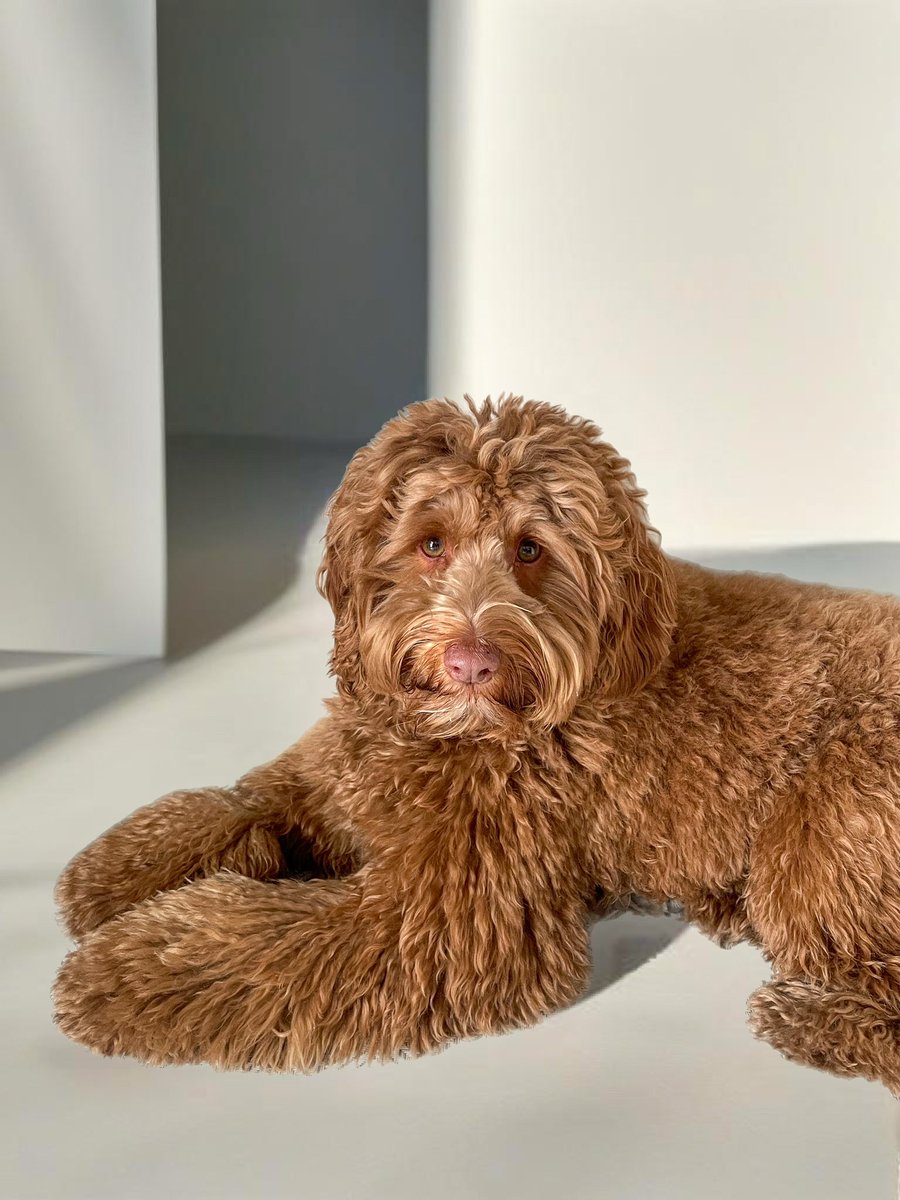 Daniela Z Baeza tweet media