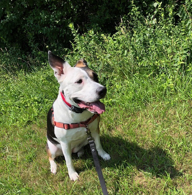 lisaburkin's tweet image. Foster girl Lena out in the field on the Vineyard!