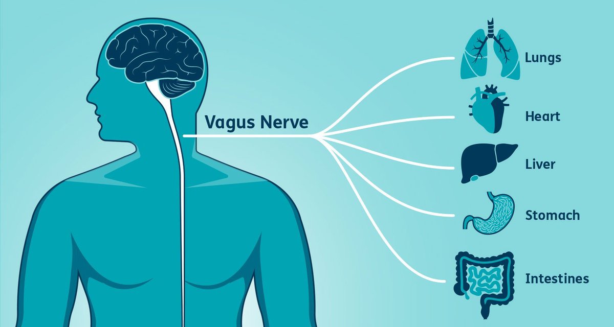 hovinthenorth's tweet image. Tug on your ears while you read this if you want to relax.
I've tried many ways to activate the much-talked-about Vagus Nerve, the nerve that is a major regulator of your parasympathetic nervous system.
The parasympathetic nervous system helps you relax, as opposed to the…