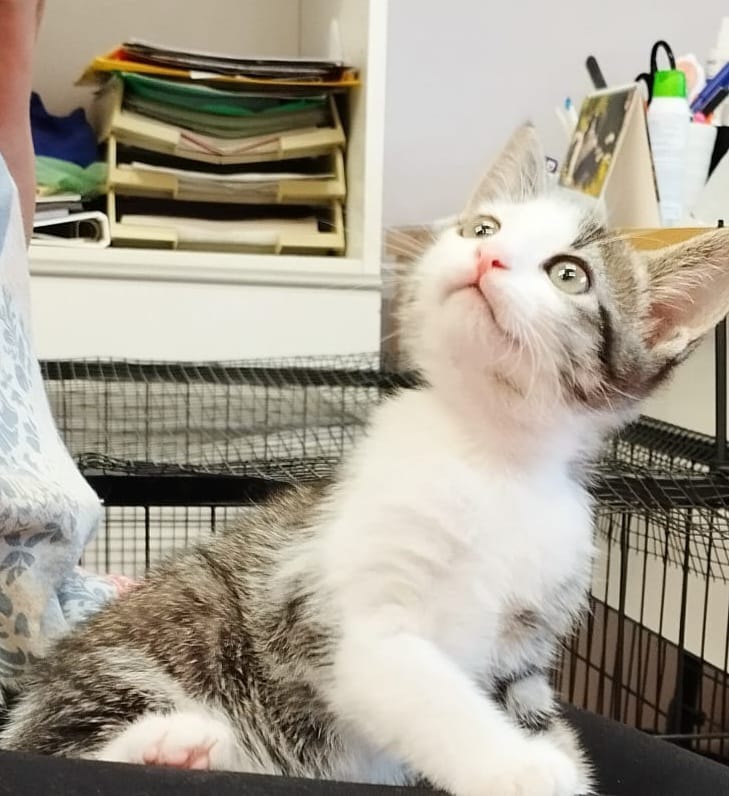 RandagiBaffi's tweet image. Lei è la figlia di Mamy, circa due mesi in arrivo sabato 26 luglio. Sverminata, spulciata e con primo vaccino. Mamma testata negativa, cerca casa a Torino e provincia, arrivo staffetta a Rivoli. Info whatsapp 3496067443