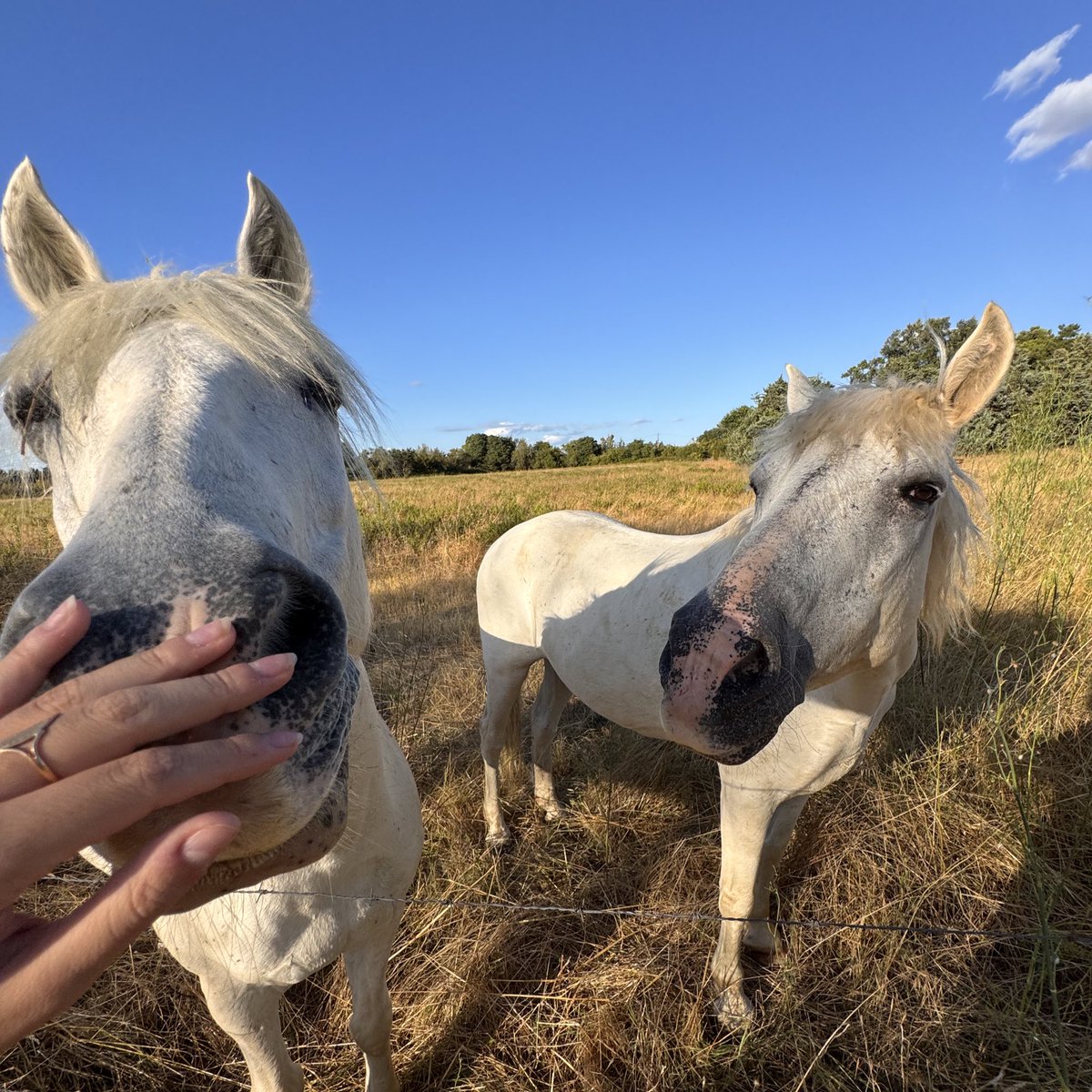 clemence_design's tweet photo. Je suis passée voir les voisins ce soir 🌾 https://t.co/OvSRpuDYtC